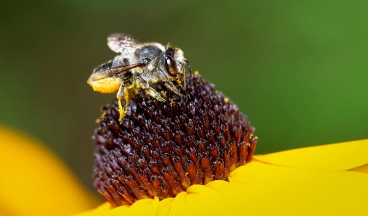 Megachilidae bee