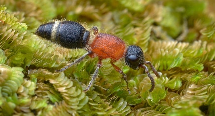 velvet ant on leaf