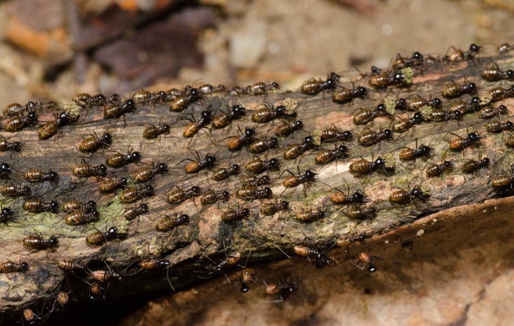 worker termite caste