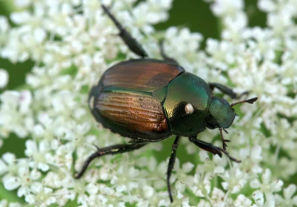 June Bug Vs Japanese Beetle: What Are The Differences [2023]