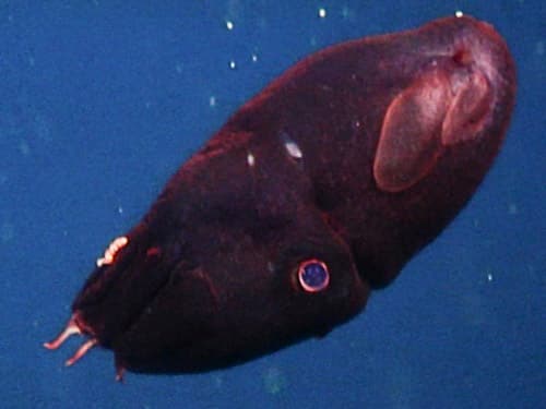 Image of a juvenile Vampire Squid showing both sets of wings.