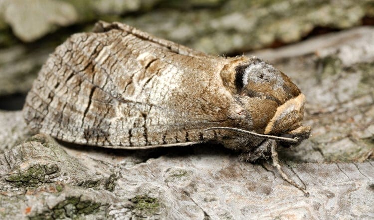 goat moth Lepidoptera