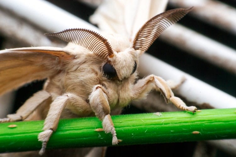 silk moth history
