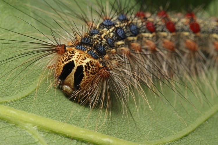gipsy moth migration