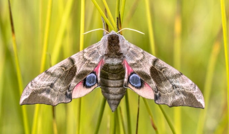 Eyed hawk moth Lepidoptera