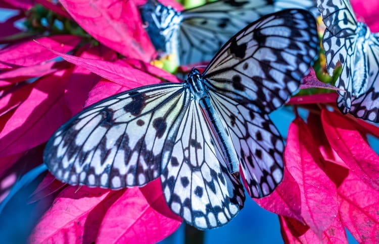 Paper Kite Butterfly Characteristcs