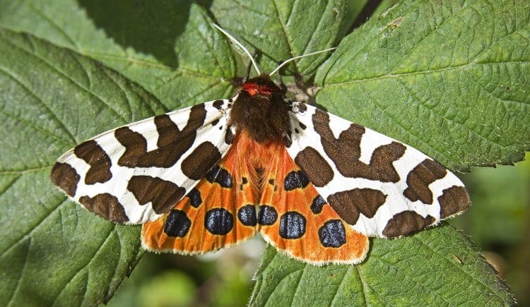moth color in tiger species