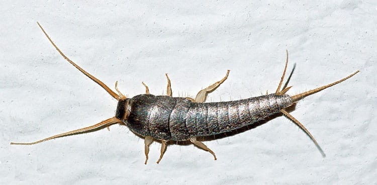 Order Zygentoma: Silverfish - Ancients Of The Insect World