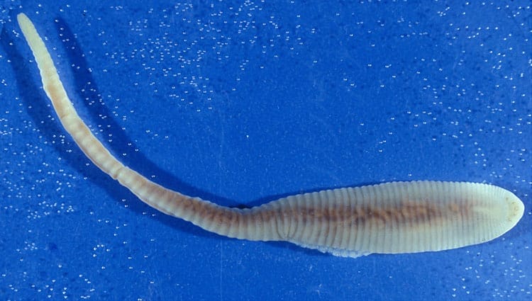Linguatula serrata