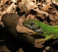 A Wary Green Lizard