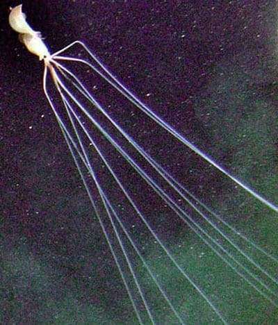 An image of a long-arm Squid