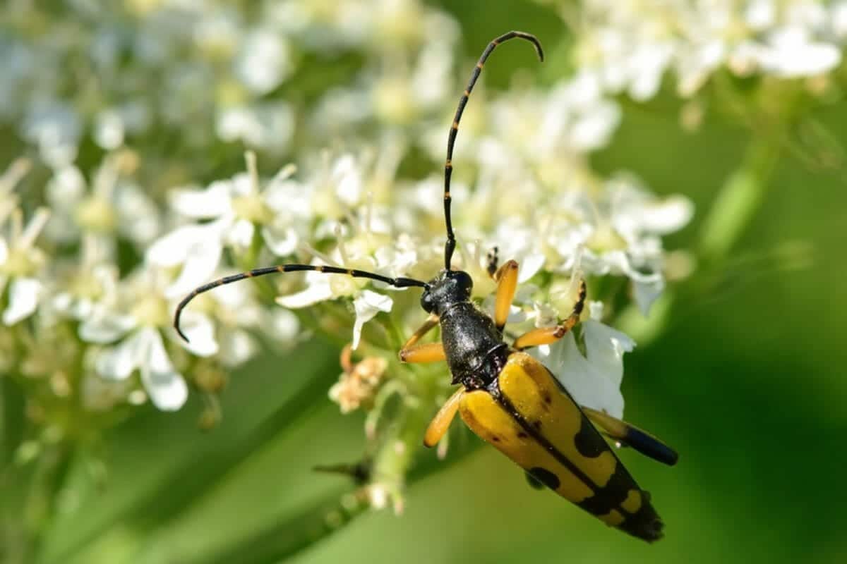 Longhorn-Beetle-Yellow-and-Black-