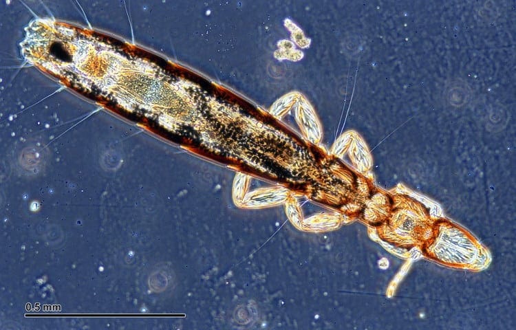 biting lice columbicola columbae
