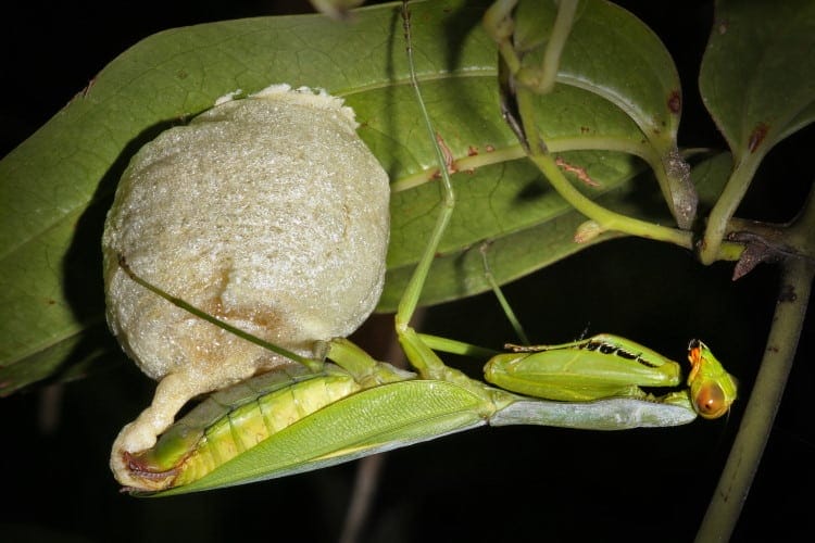 praying mantis eggs