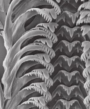 SEM of radula of Marstonia comalensis.