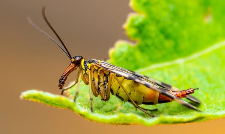 Panorpa Communis scorpion fly
