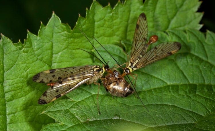 scorpionfly mating