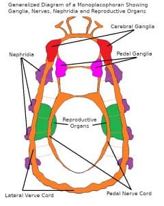 Sea Limpet Diagram showing Ganglia, Nephridia, Reproductive Organs and Major Nerves