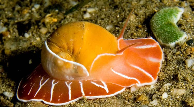 Moon Snail (Naticarius orientalis) from Timor.