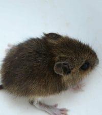 A Very Young Mouse