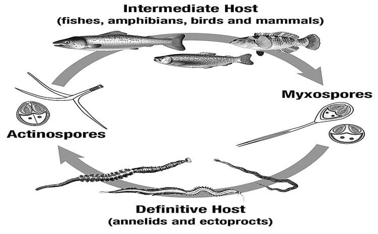 Diagram of Myxosporean Life Cycles