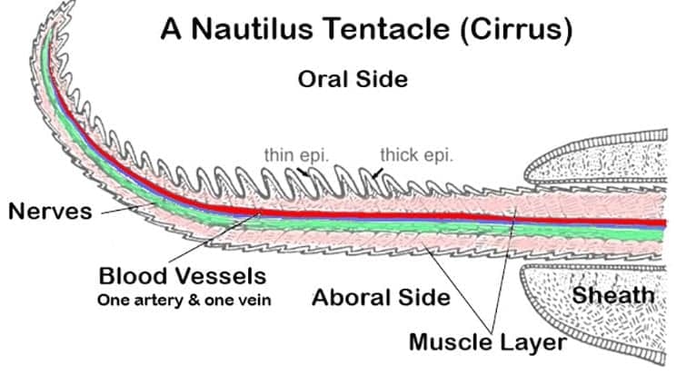 nautilus tentacle anatomy cross section