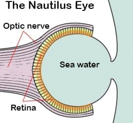 nautilus eye diagram