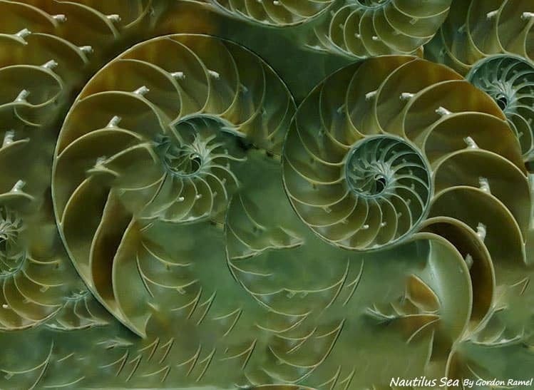 Nautilus shell sea art image