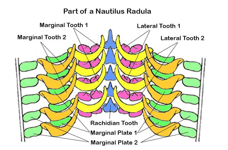 Diagram of a section of a Nautilus radula