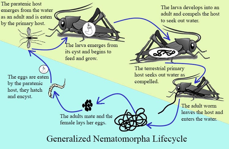 download nematomorpha life cycle