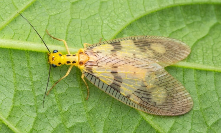 Yellow Dobsonfly