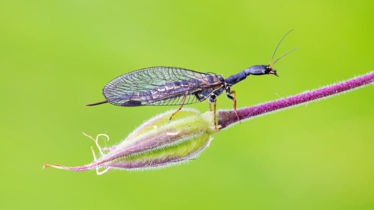 snakefly of order Megaloptera