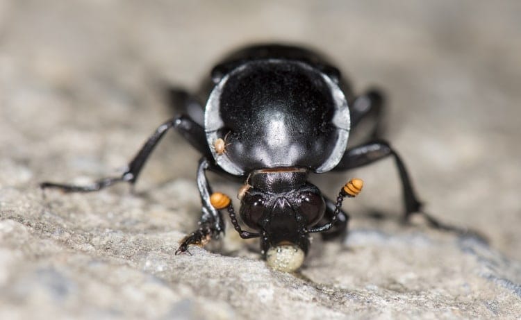Nicrophorus concolor