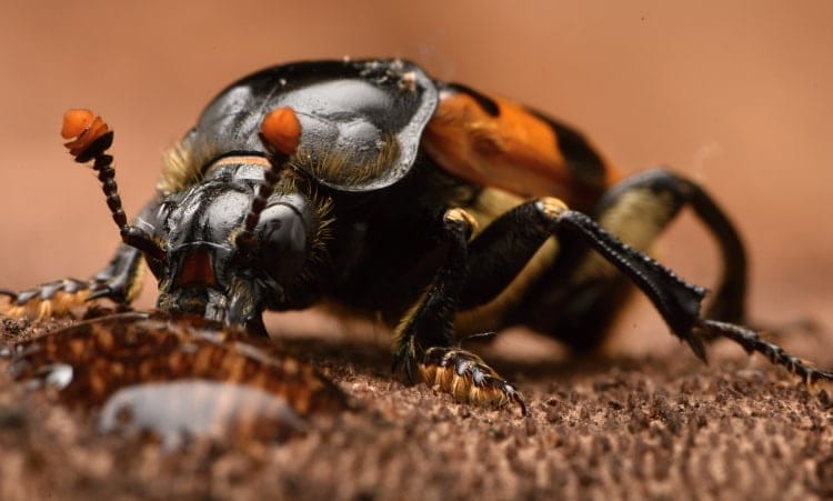 Nicrophorus vespillo antennae