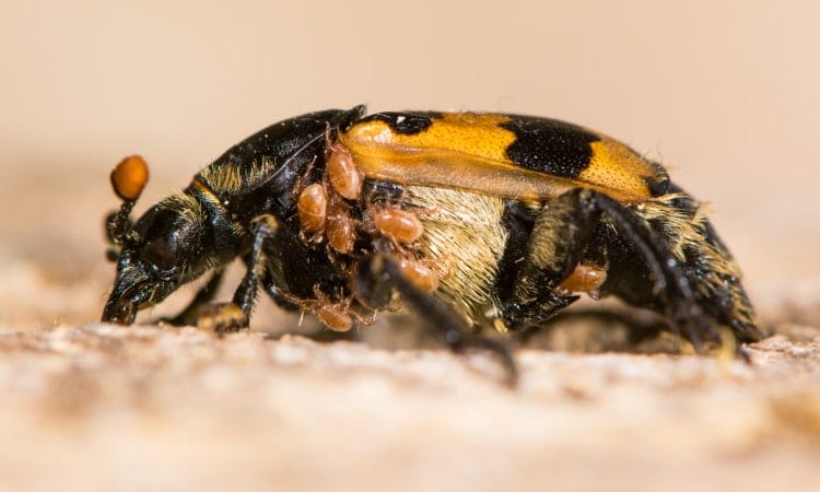 burying beetle mites