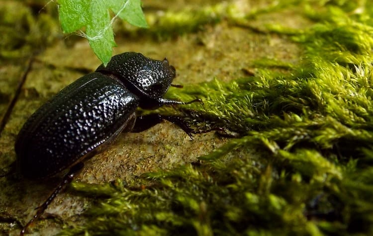 sexton beetle Silphidae