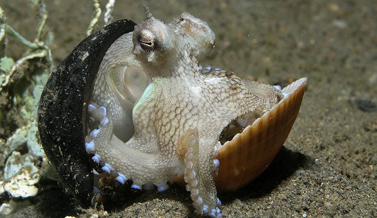 Ampioctopus marginatuts in a shell and coconut home.