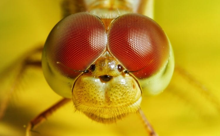 dragonfly eyes close up