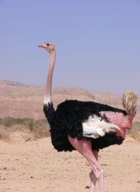 A Male Ostrich