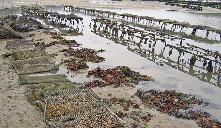 Oyster cultivation at Belon, Brittany, France
