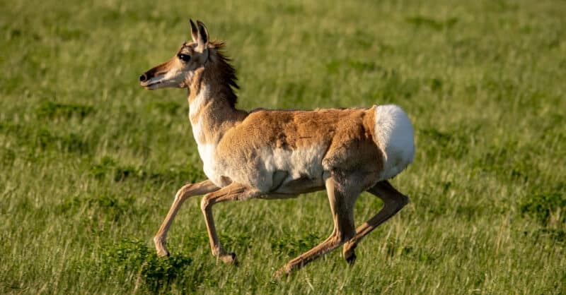 6 Fastest Land Animals (& Their Top Speeds!) | EarthLife