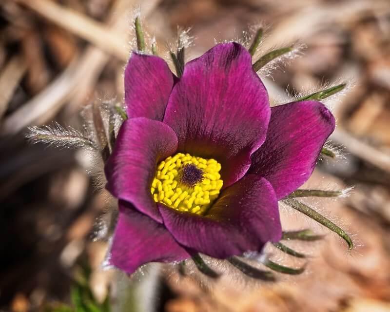 Pasqueflower