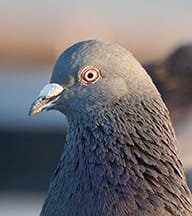 bird intelligence in the pigeon