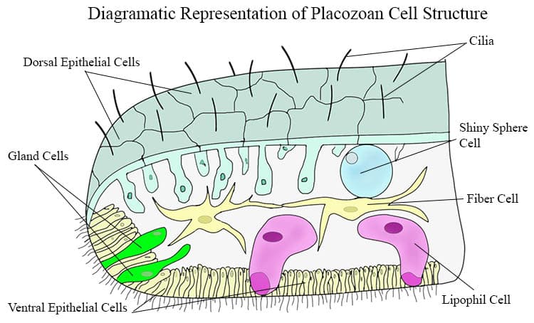 Diagram of Placozoan cellular structure.