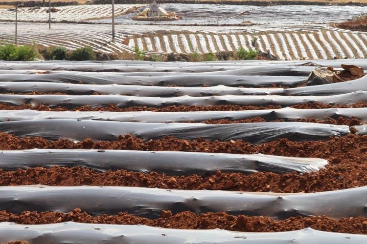 Plastic beds in an agricultural field.