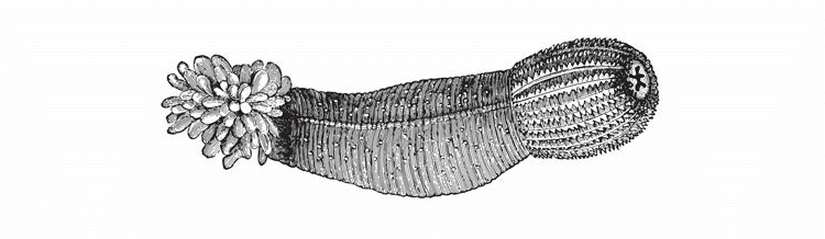 penis worm anatomy