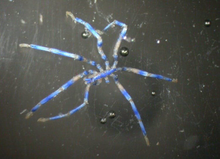 Sea spider, Anoplodactylus sp