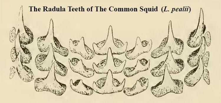 Drawing of the radula teeth of a common squid.