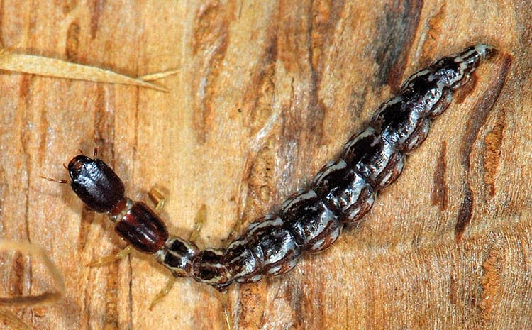 Raphidia mediterranea larva
