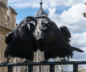Ravens Munin and Jubilee